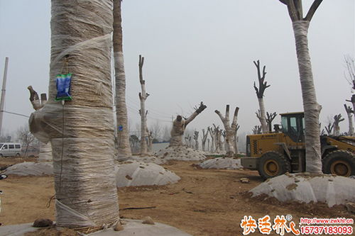 大樹移栽如何提高成活率 綠化工程的關(guān)鍵技術(shù)與措施