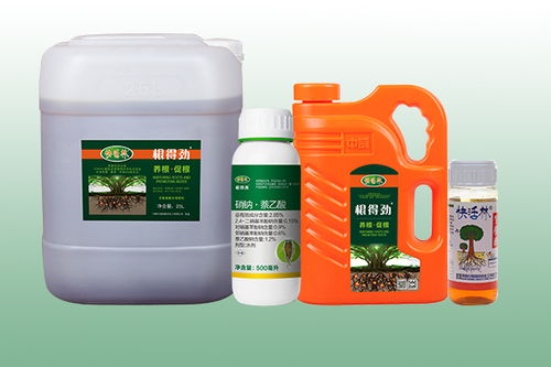 桂花樹的養(yǎng)護與施肥指南 助力綠化工程中茁壯成長