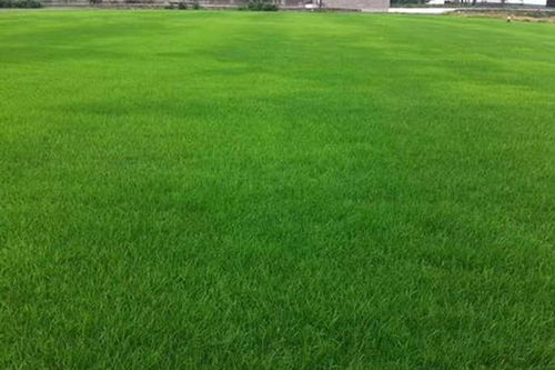 草坪科學(xué)養(yǎng)護指南 修剪與矮化劑使用建議