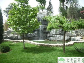 綠化苗木工程案例解析 綠色生態建設的實踐與啟示